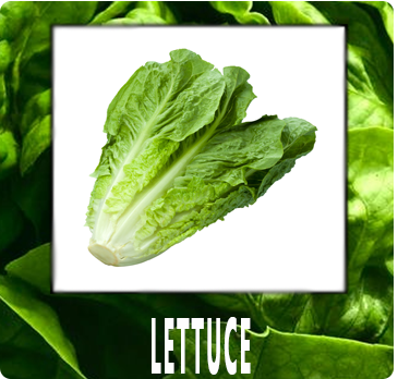 Lechuga IN