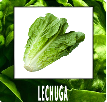 Lechuga