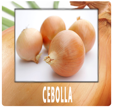 cebolla